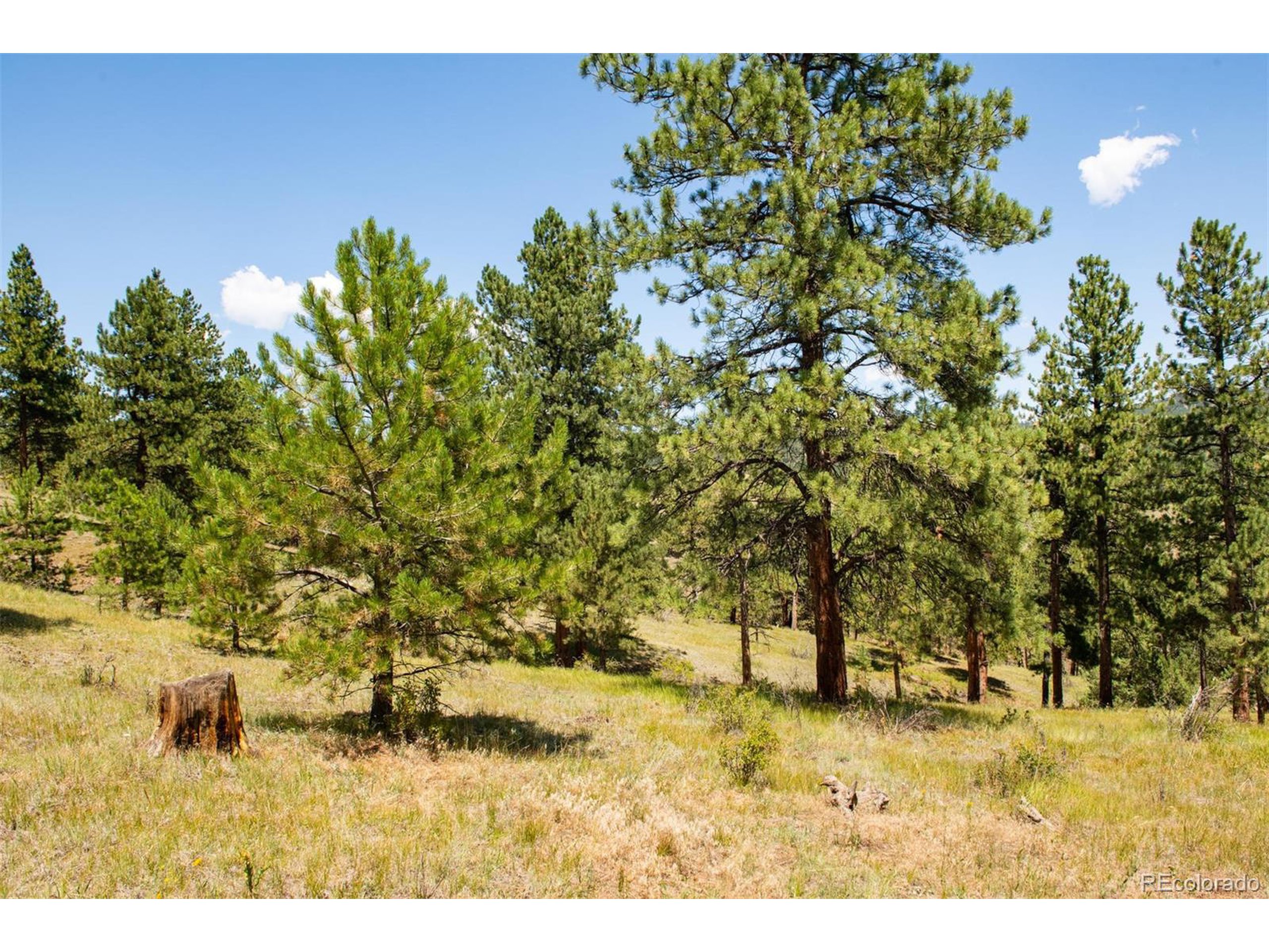 3 Legacy Ranch Evergreen, CO 80439 - Photo 7 of 17