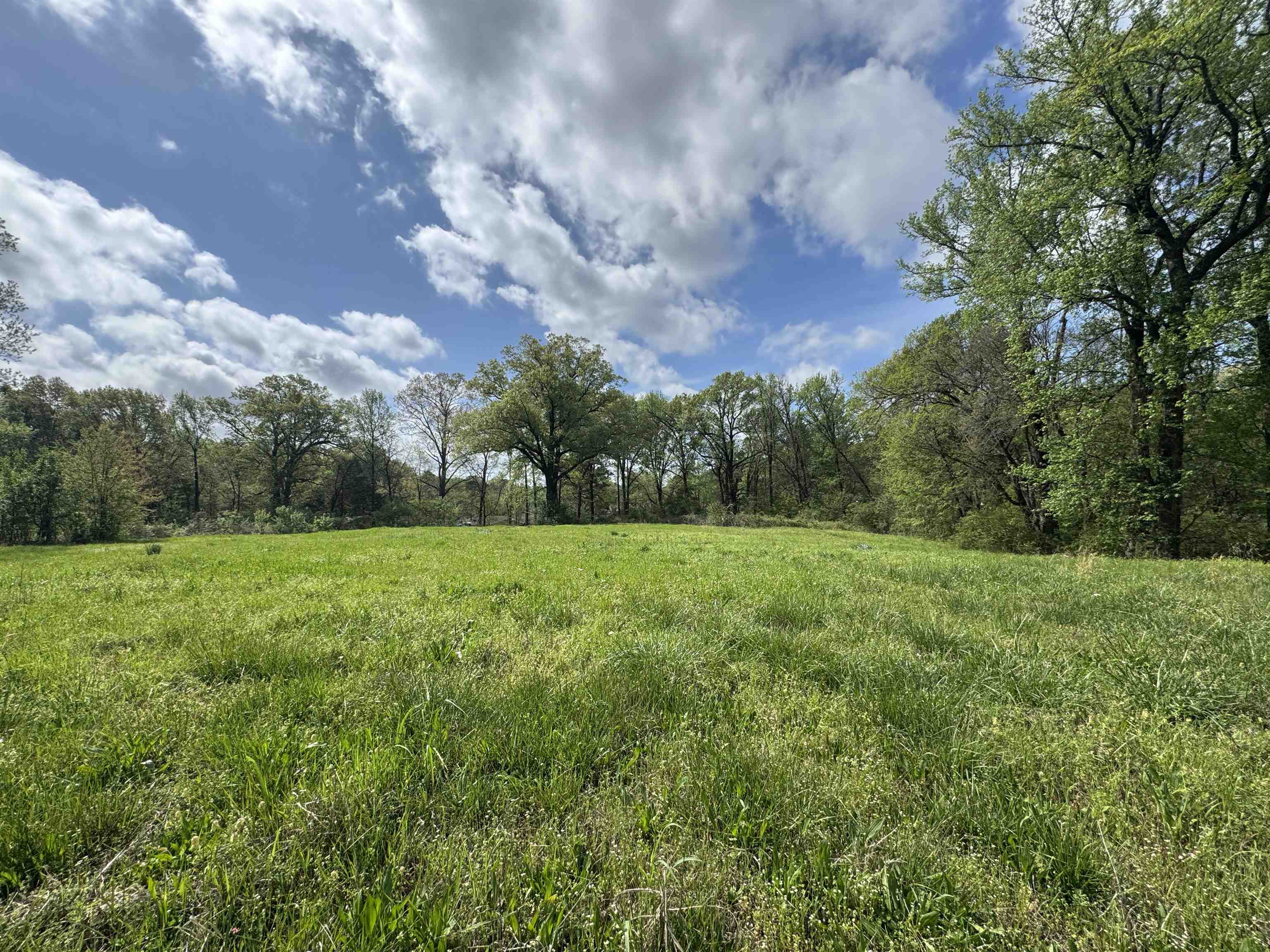 1163 West Raines Road Memphis, TN 38109 - Photo 5 of 8 View of yard