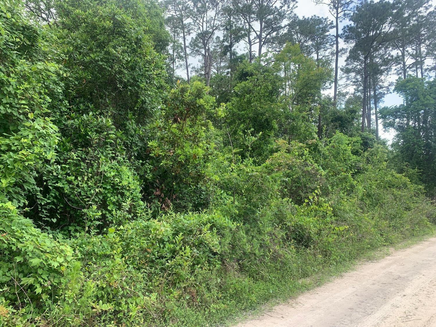 0 Coot Road Satsuma, FL 32189 - Photo 1 of 2 Photo 1