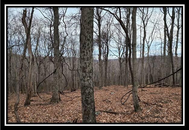 0 Black Run Road, Unit TRACT 8) Chillicothe, OH 45601 - Photo 17 of 47 image017