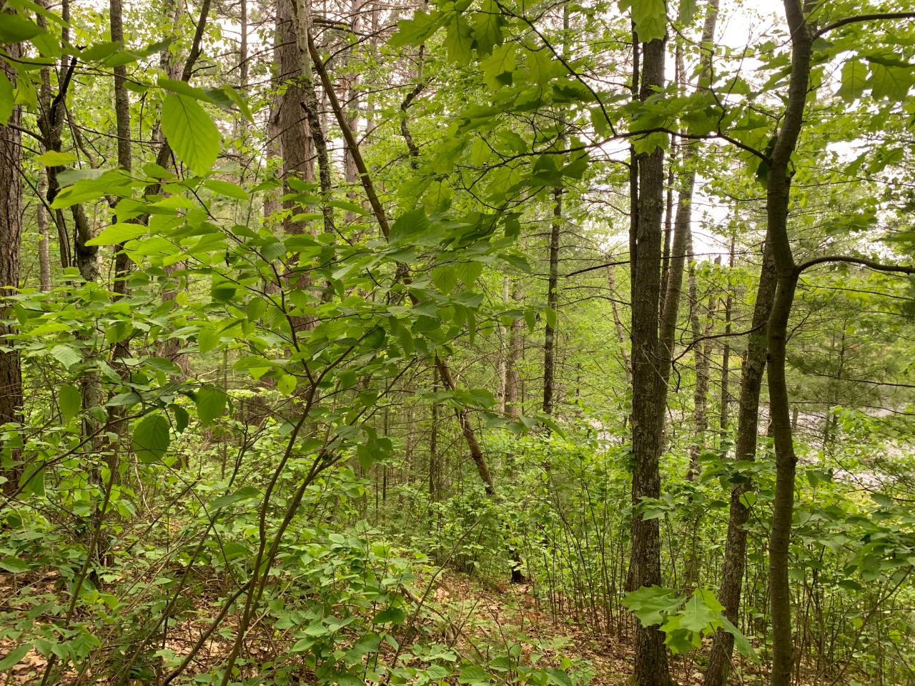 Lot 8 Somo Ridge Road Tomahawk, WI 54487 - Photo 6 of 9 Gallery Image 6