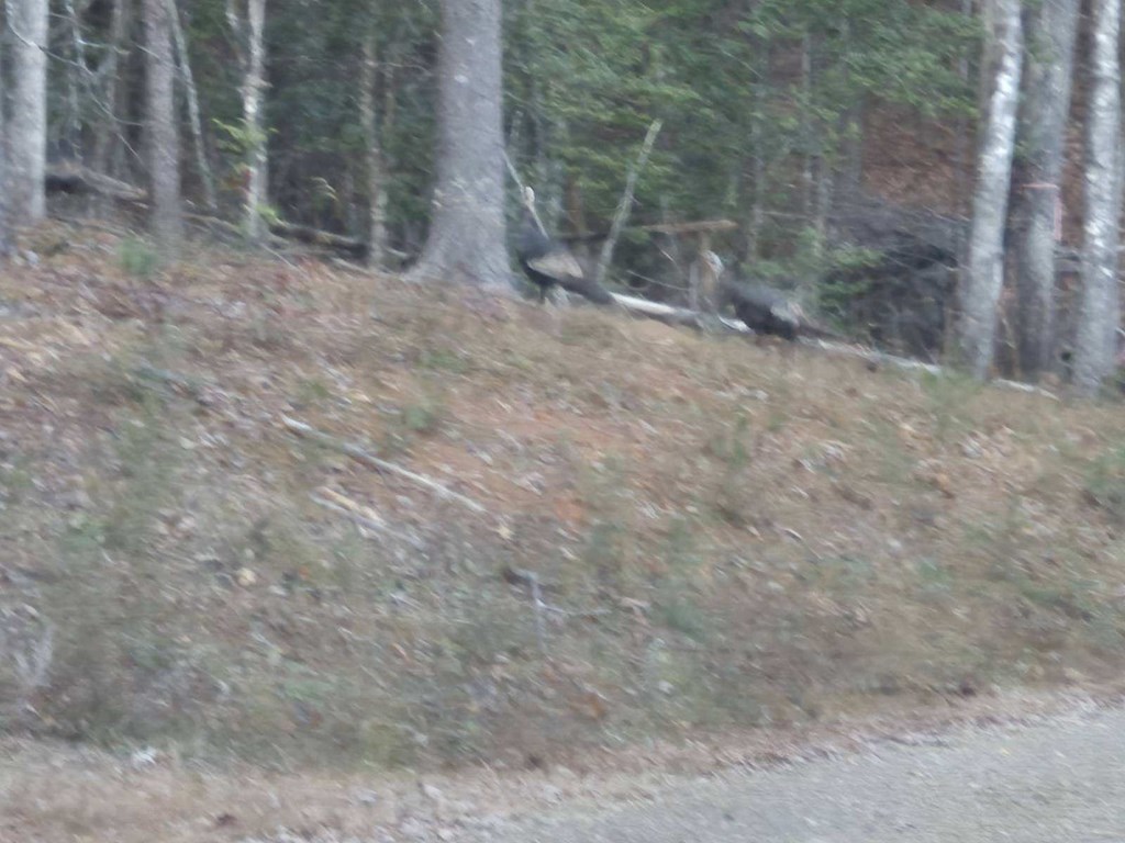 0 Sol Lane Murphy, NC 28906 - Photo 11 of 16 a view of a dry yard with trees