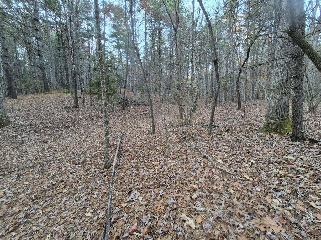 0 Sol Lane Murphy, NC 28906 - Photo 4 of 16 a view of a forest with trees in the background