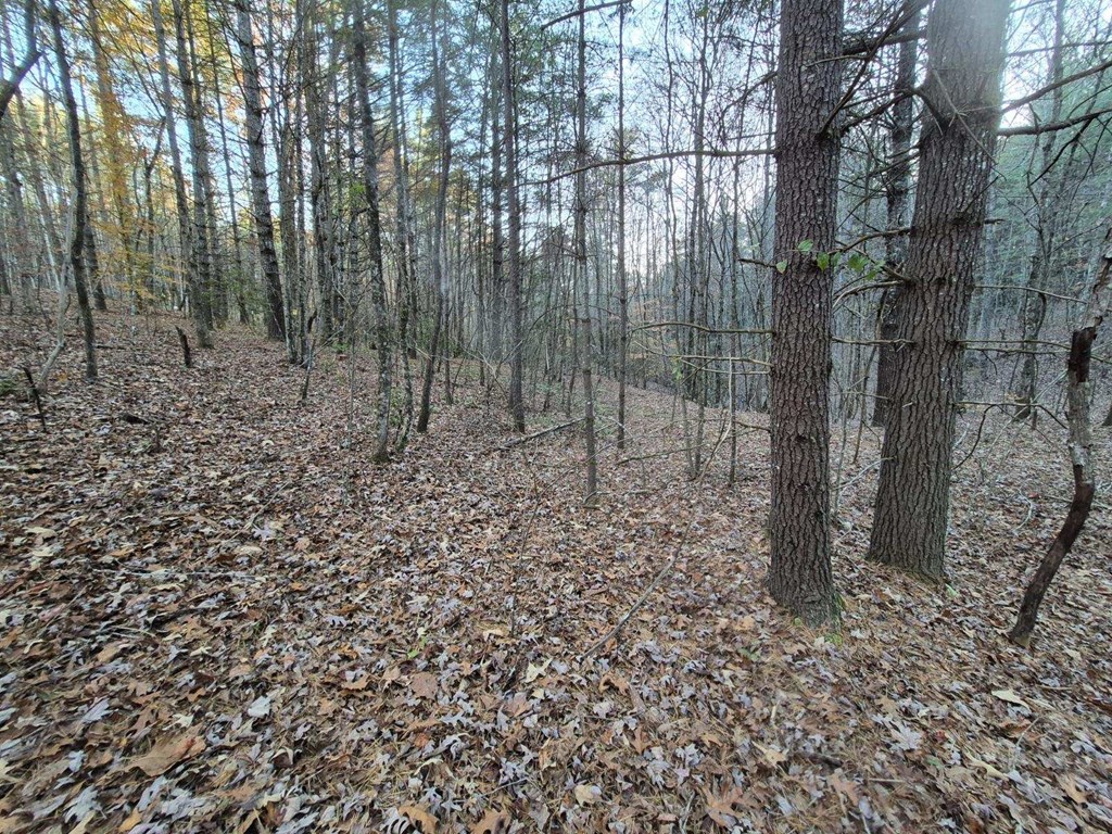 0 Sol Lane Murphy, NC 28906 - Photo 7 of 16 a view of a yard with trees