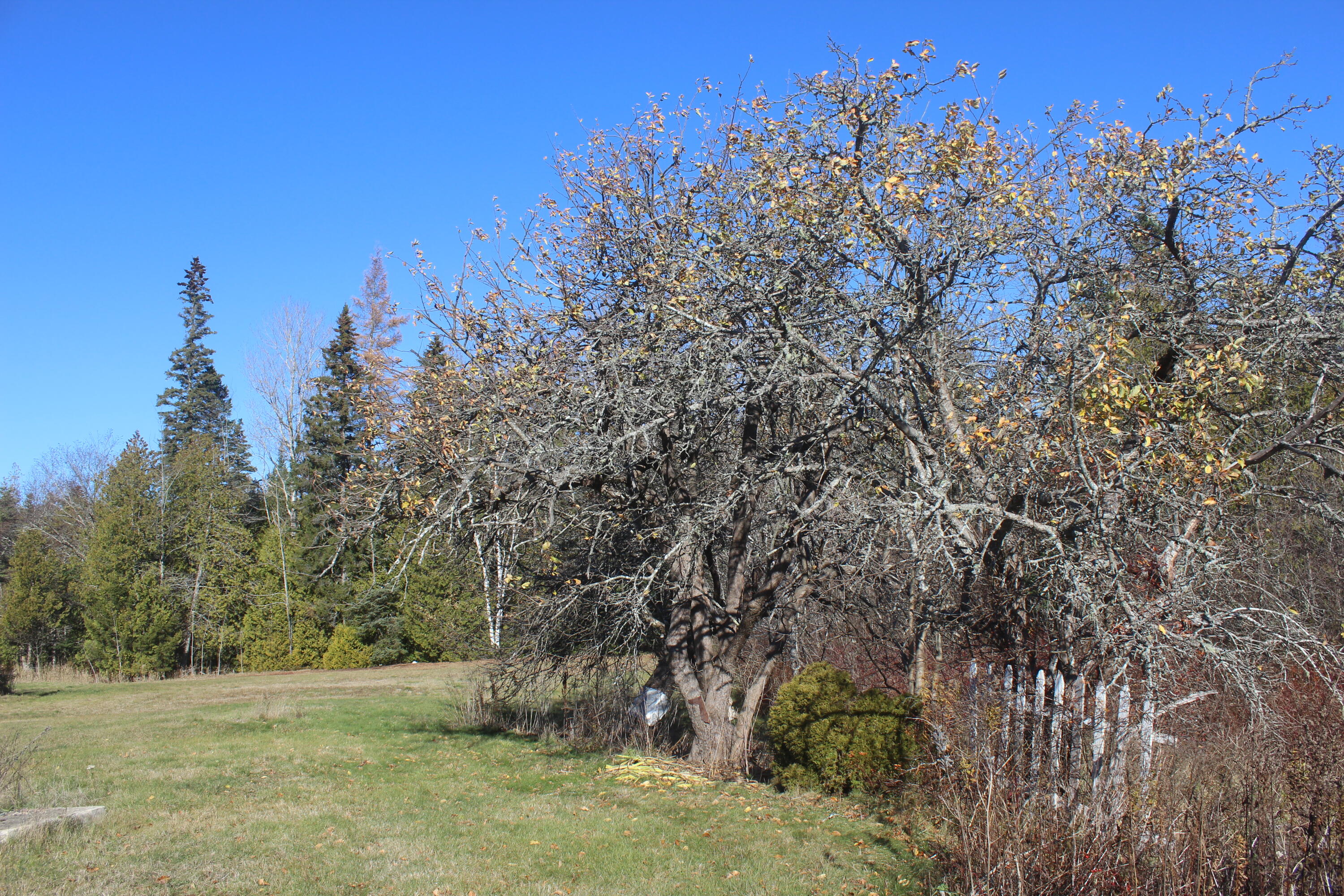 711 Shore Road Perry, ME 04667 - Photo 7 of 13 IMG_4187