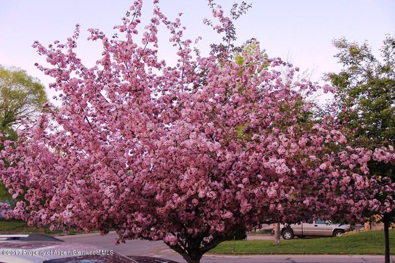 1167 East 8th Street Rifle, CO 81650 - Photo 7 of 23 6b Flowering Tree