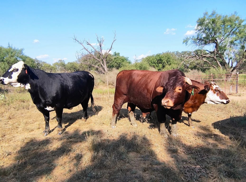 567 County Road 241 Rochelle, TX 76872 - Photo 4 of 22 a view of outdoor space and patio