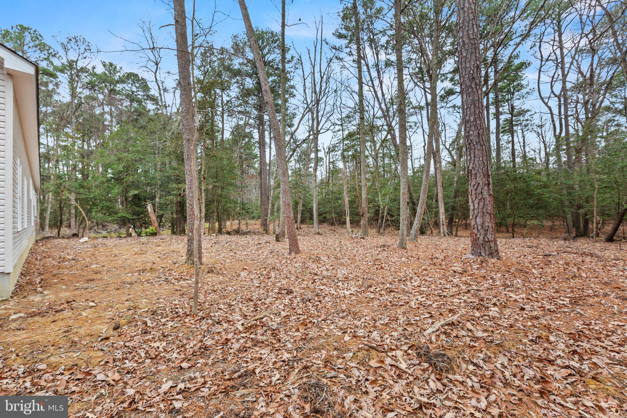 17881 Three Notch Road Lexington Park, MD 20653 - Photo 14 of 17 a view of a forest filled with trees