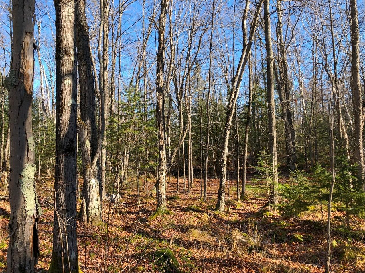 On East Bay Road, Unit LOT 3 Presque Isle, WI 54557 - Photo 12 of 22 Gallery Image 12