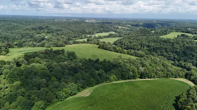 a view of a yard with plants and large trees
