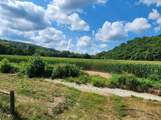 a view of a garden with plants