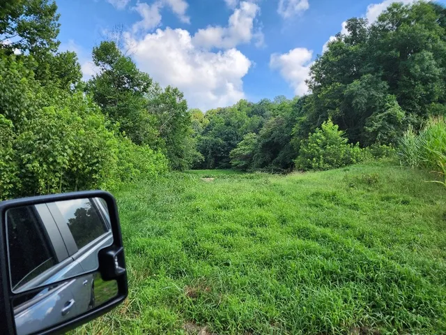 a view of a big yard with plants and large trees
