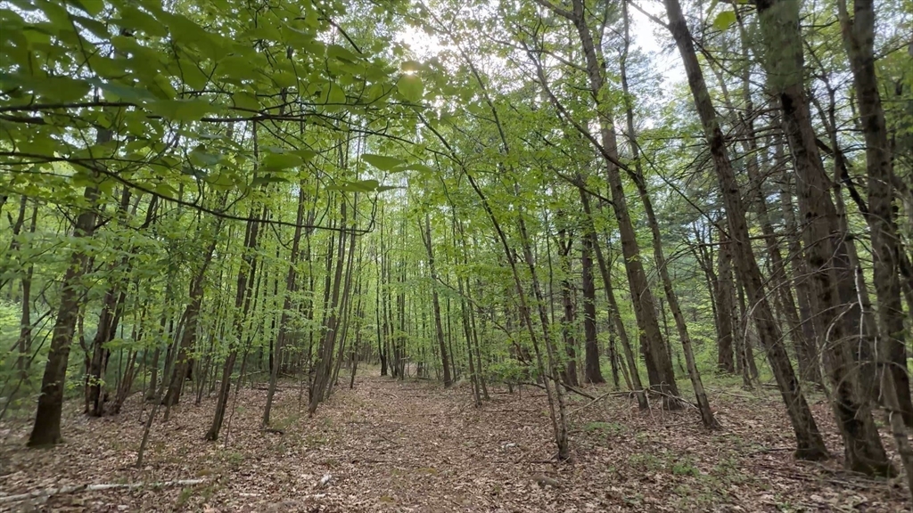 32 Hollow Road Wales, MA 01081 - Photo 12 of 35 a green field with lots of trees