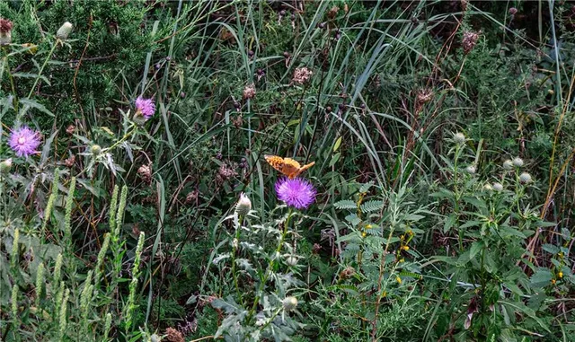 $896,000 | Scott Road, Prescott, KS 66767