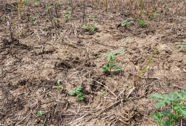 $896,000 | Scott Road, Prescott, KS 66767