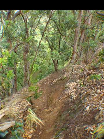 323 Hahana Road Haiku, HI 96708 - Photo 12 of 12 a view of a yard with a tree