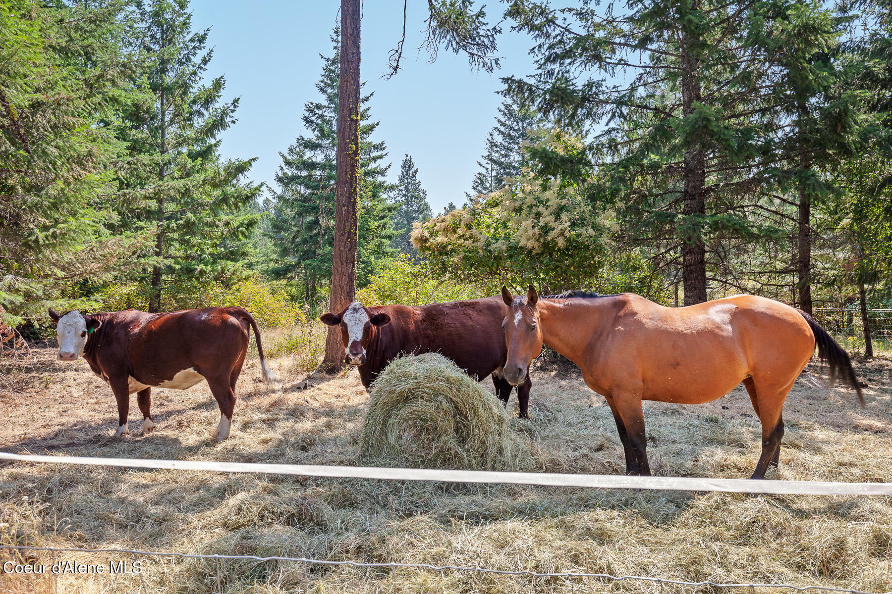 Nka East Lisa Road Harrison, ID 83833 - Photo 20 of 39 LisaRdLand-7