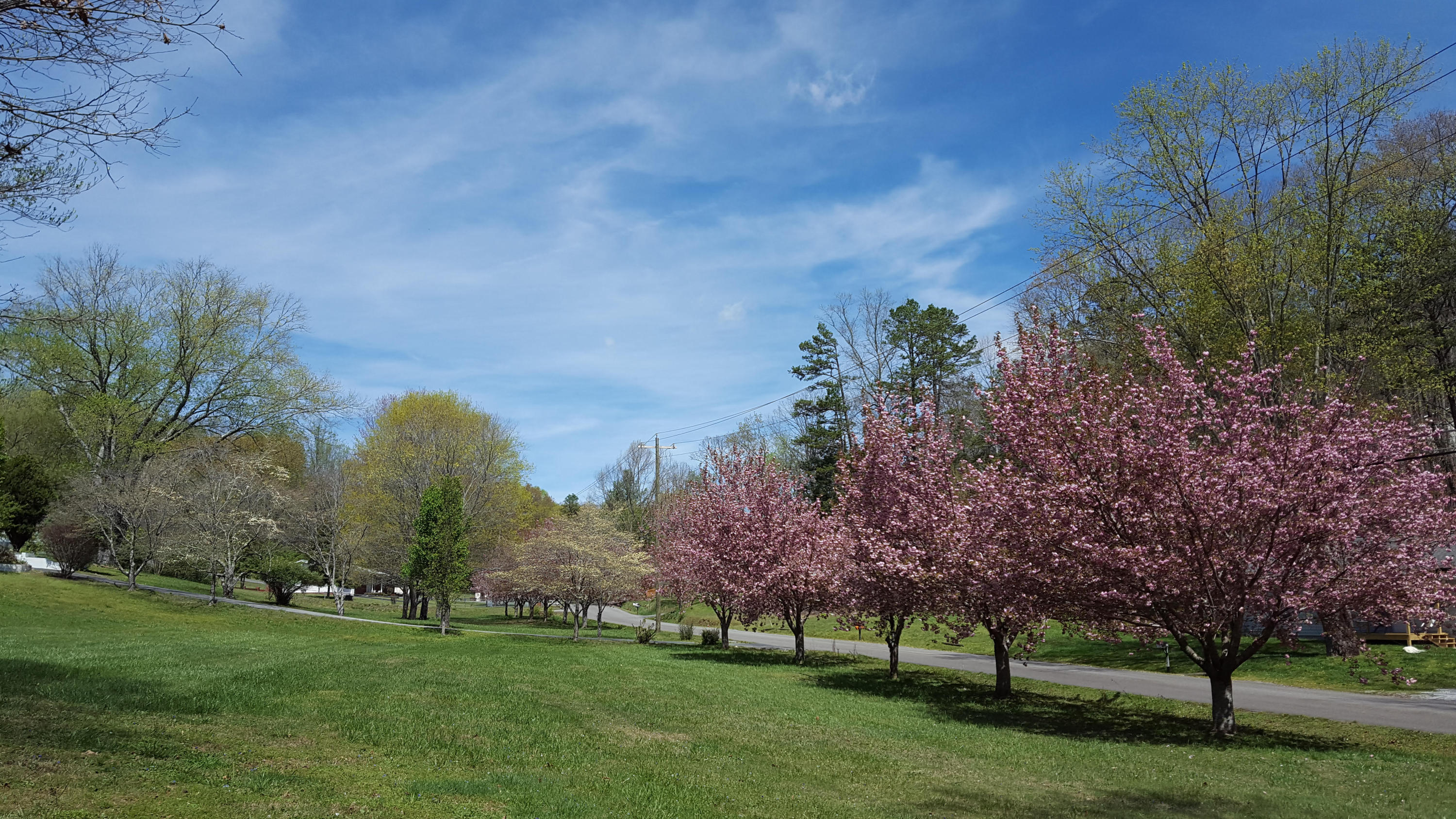 1410 Foust Carney Road Powell, TN 37849 - Photo 8 of 37 Pink Trees