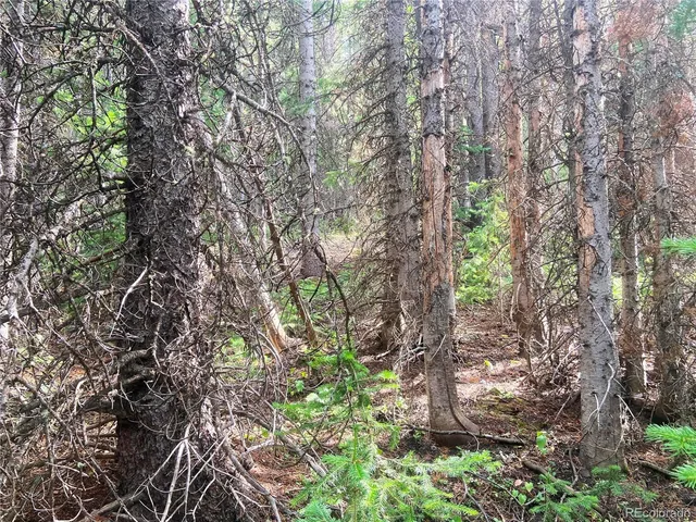 a backyard of a house with lots of trees