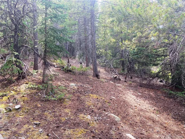 a view of a forest with trees in the background