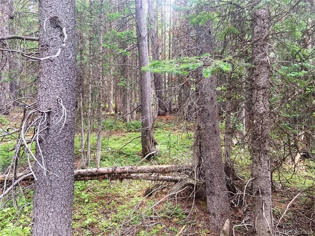 a view of a yard with plants and large trees