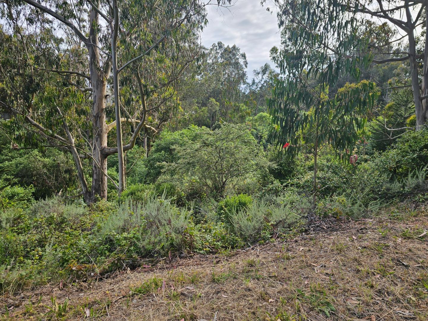 Verde Road Half Moon Bay, CA 94019 - Photo 3 of 6 a view of a forest with lots of trees