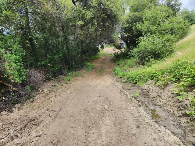 a view of a forest filled with trees