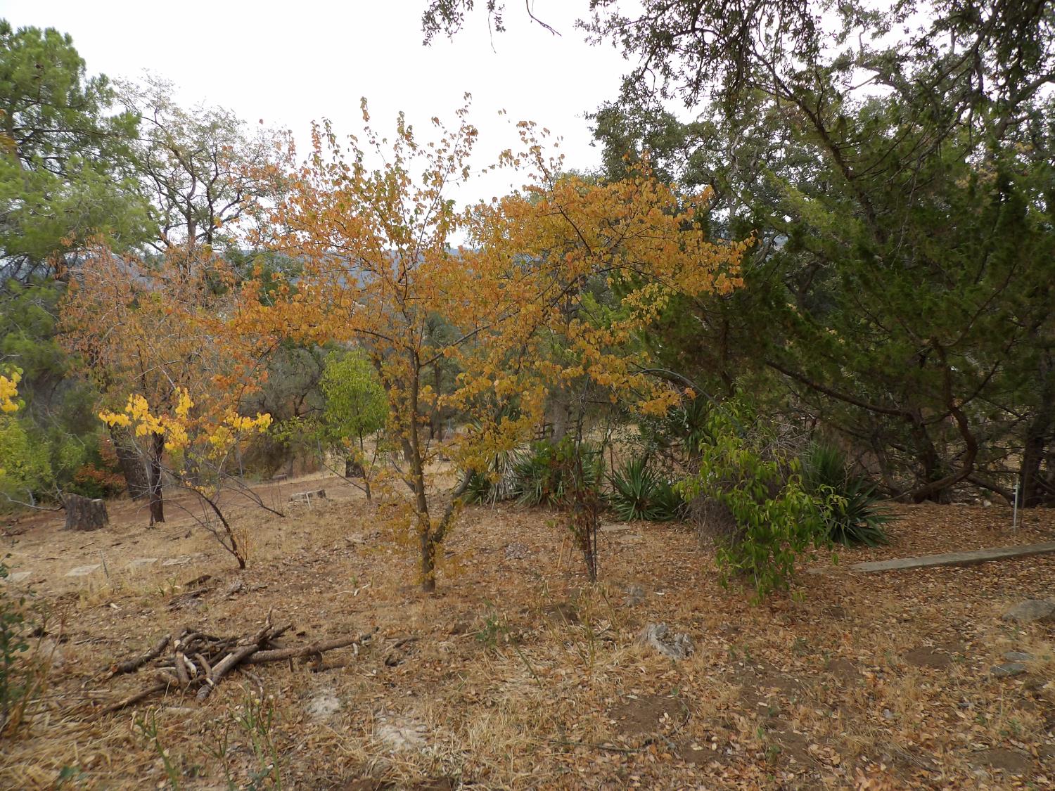 44001 Dunlap Road Miramonte, CA 93641 - Photo 90 of 91 a view of a forest with trees in the background