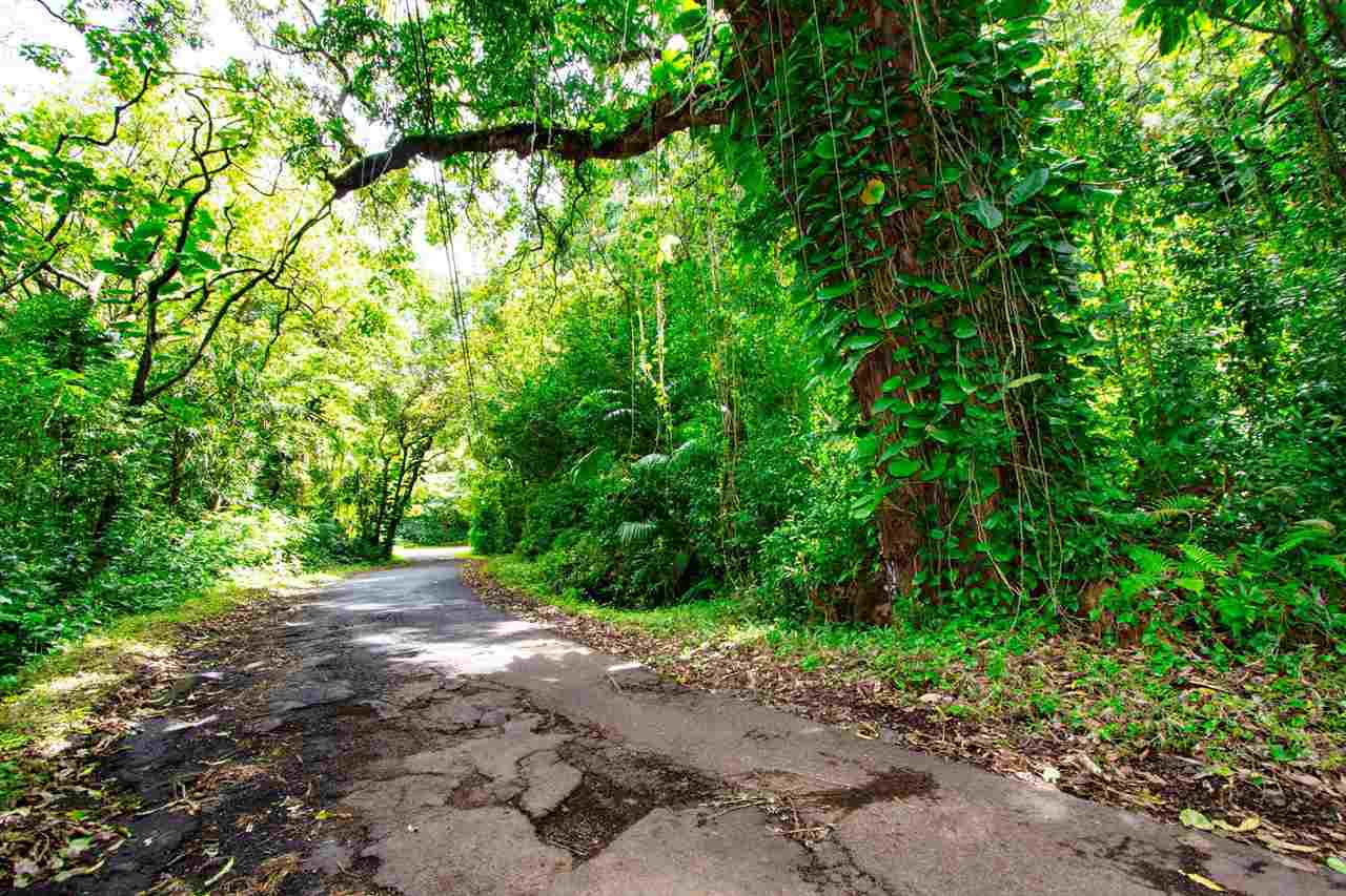 Nahiku Road, Unit Z Hana, HI 96713 - Photo 11 of 19 a view of a plants and trees in the background