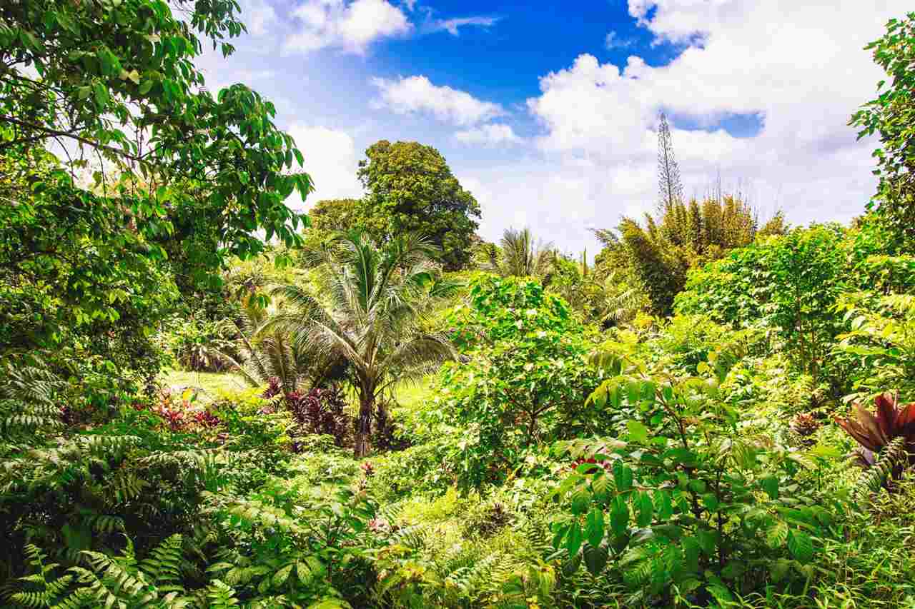 Nahiku Road, Unit Z Hana, HI 96713 - Photo 6 of 19 a view of a garden