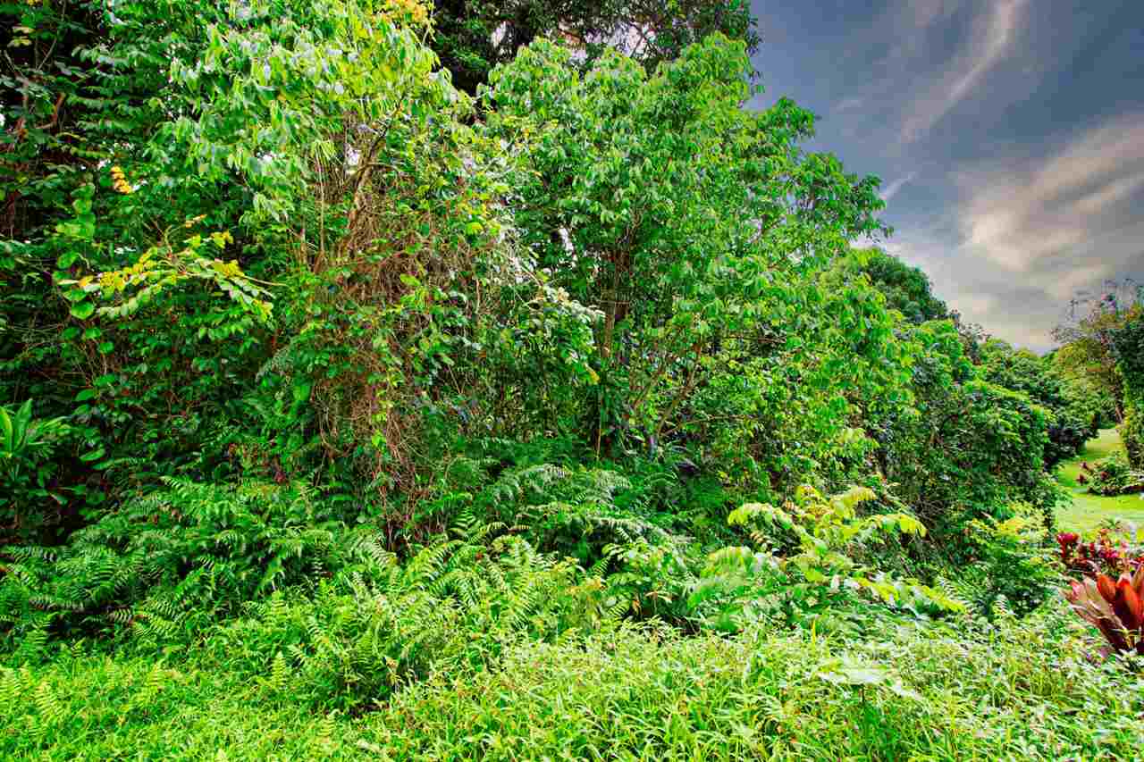 Nahiku Road, Unit Z Hana, HI 96713 - Photo 8 of 19 a view of a lush green forest