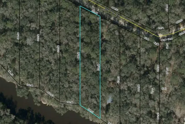 a view of a forest that has a tree in the background