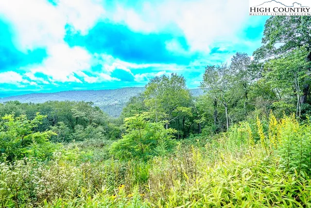 a view of a field with plants and a trees