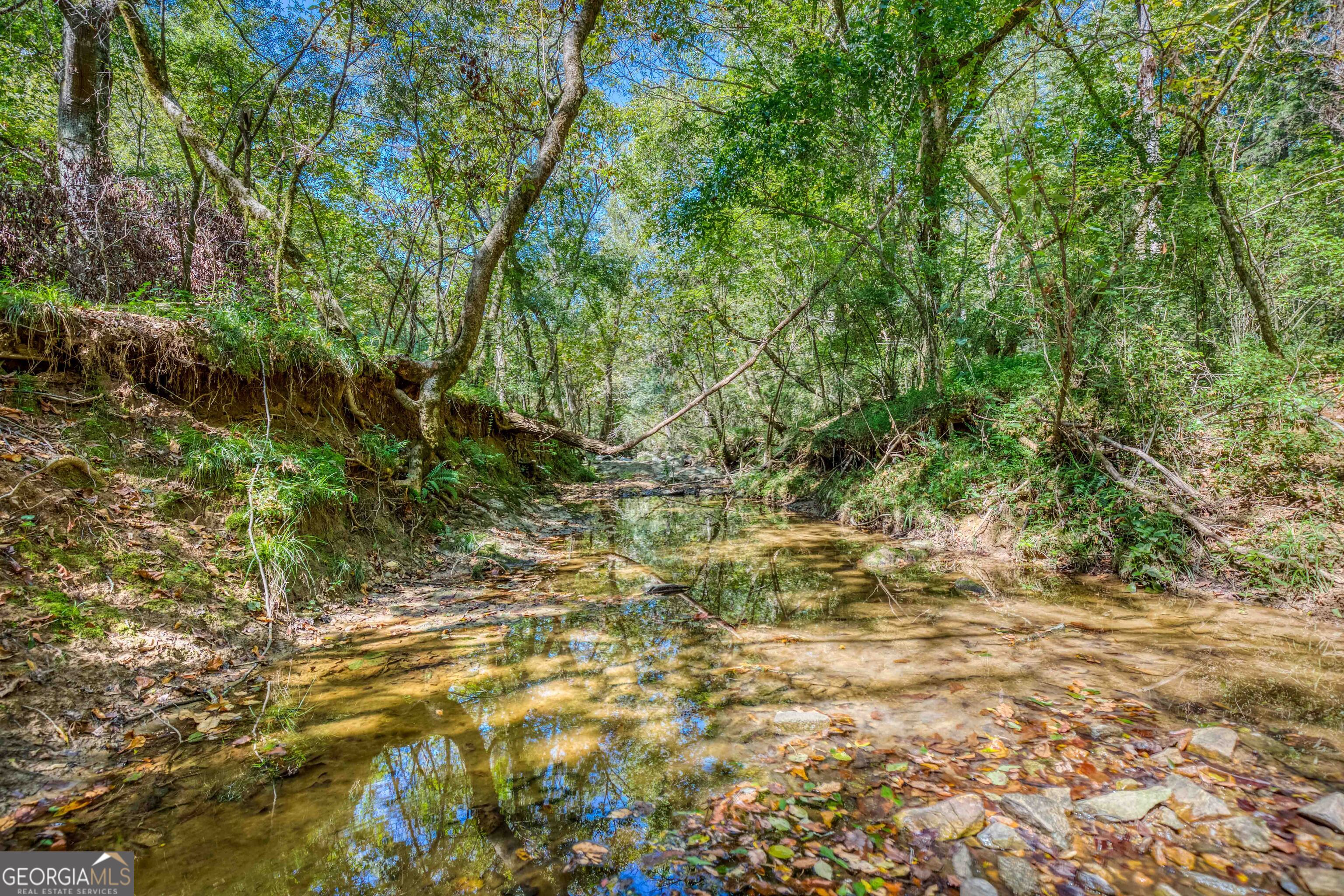 2688 Calhoun Falls Highway Elberton, GA 30635 - Photo 40 of 55 a view of a yard with plants and trees