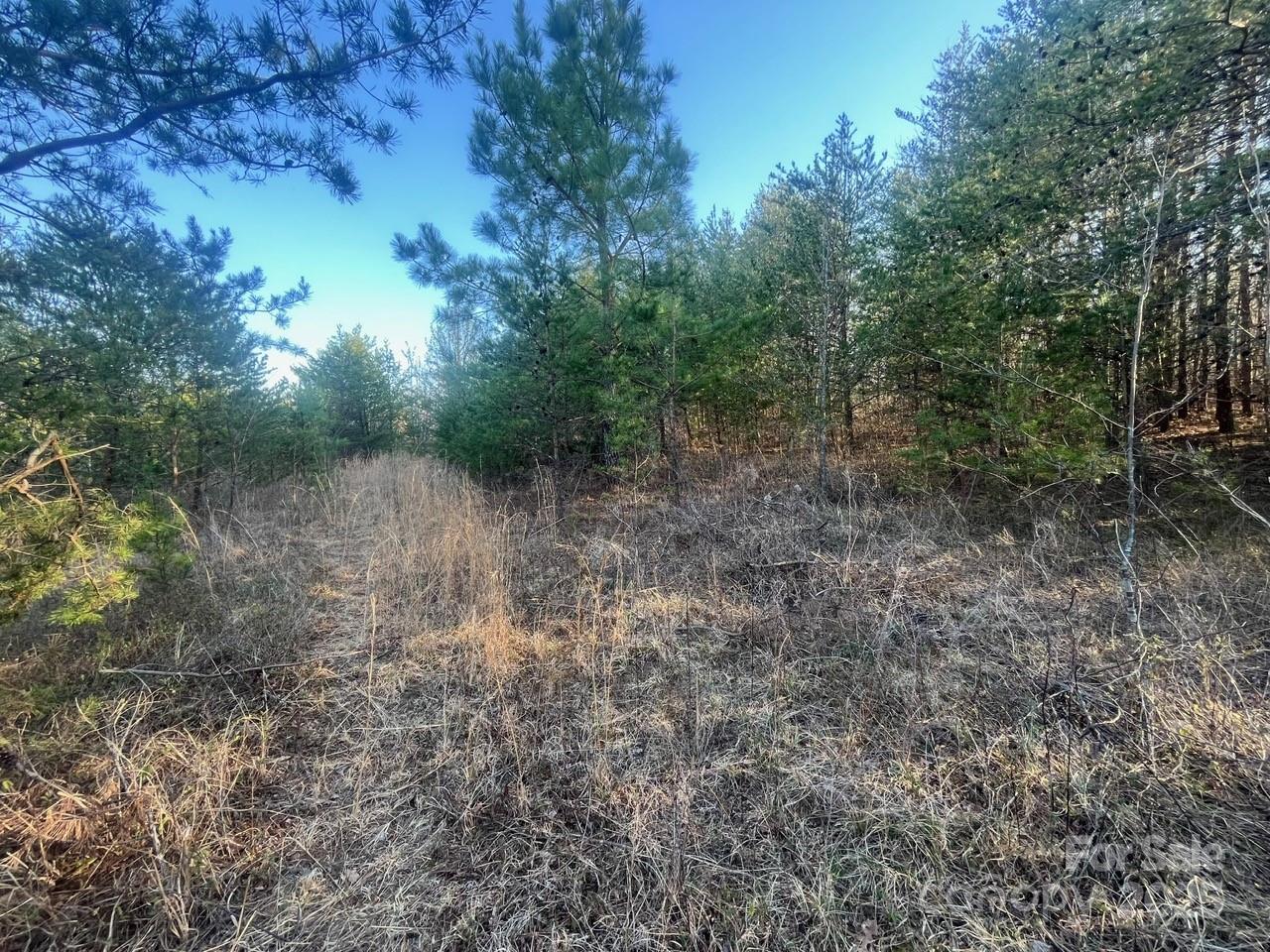 V/l Pinnacle Church Road Nebo, NC 28761 - Photo 11 of 32 a view of a forest with trees in the background