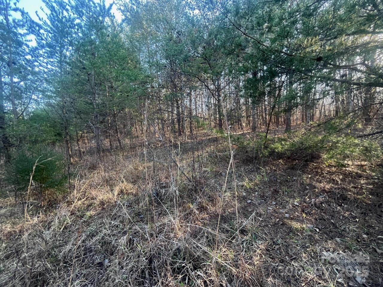 V/l Pinnacle Church Road Nebo, NC 28761 - Photo 15 of 32 a view of a forest with trees in the background
