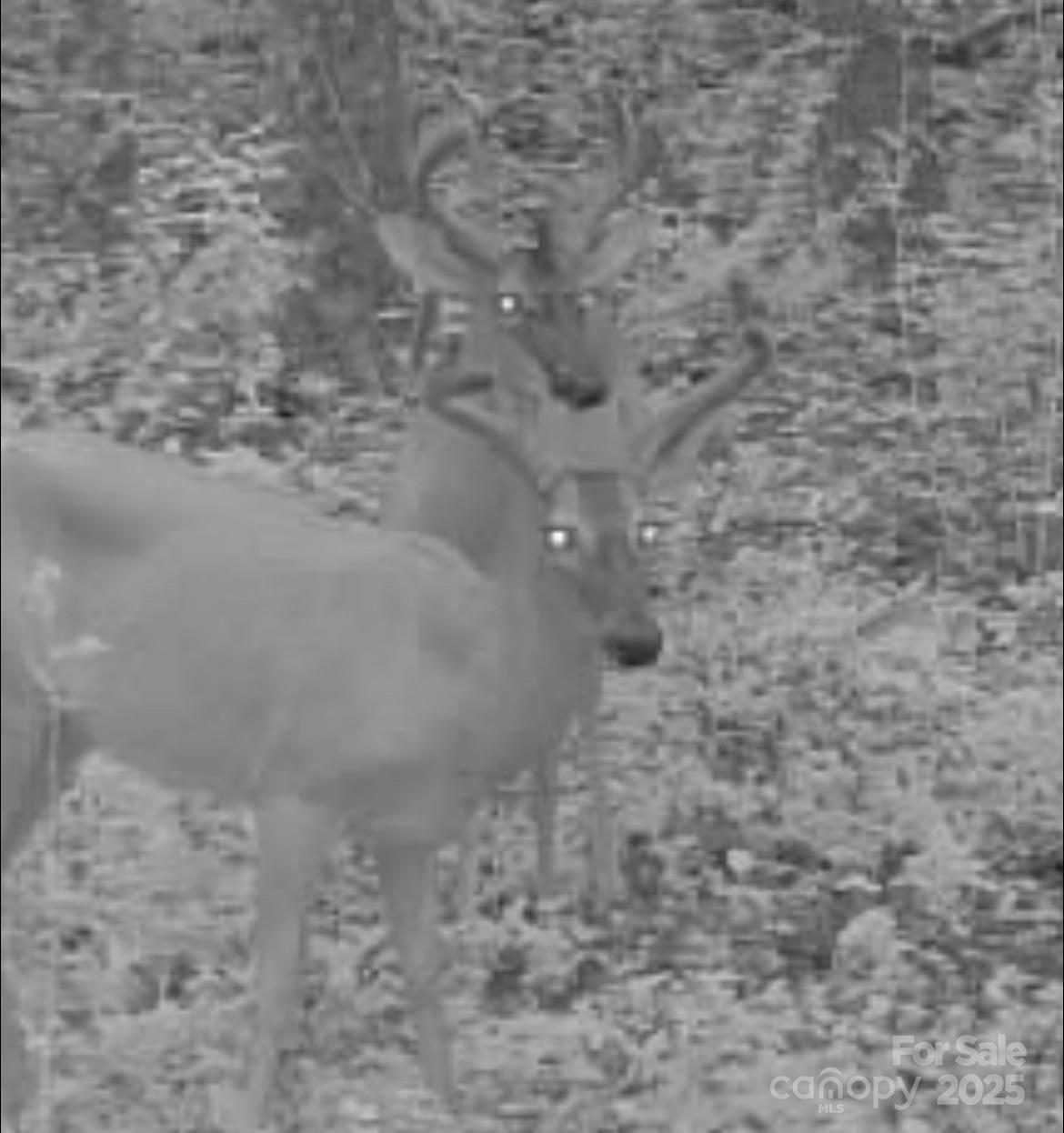 V/l Pinnacle Church Road Nebo, NC 28761 - Photo 5 of 32