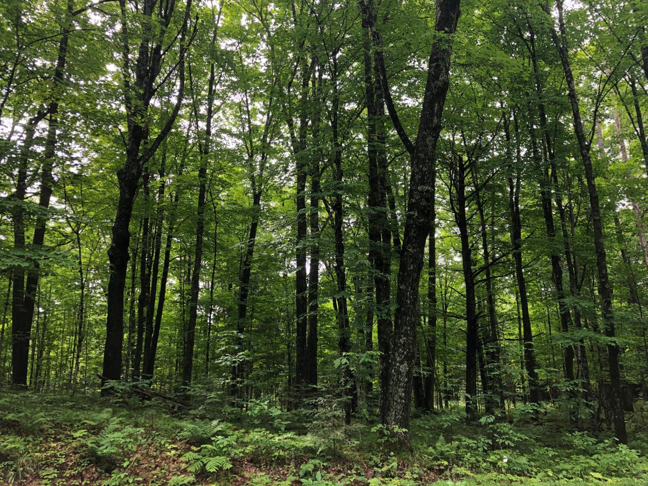 Lot #1 Columbus Lake Road, Unit ON Eagle River, WI 54521 - Photo 20 of 27 Gallery Image 20