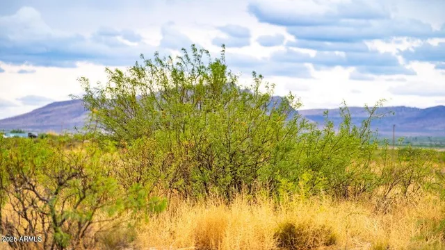 a view of a bunch of plants and trees