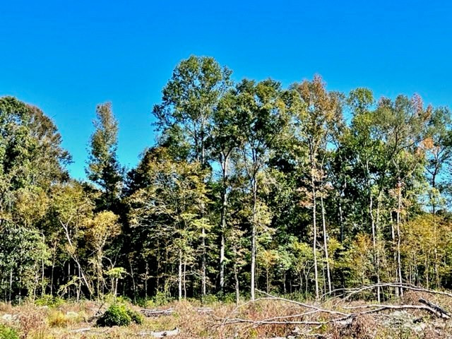 0 Tryus Bracken Road Sontag, MS 39665 - Photo 6 of 33 Photo 6