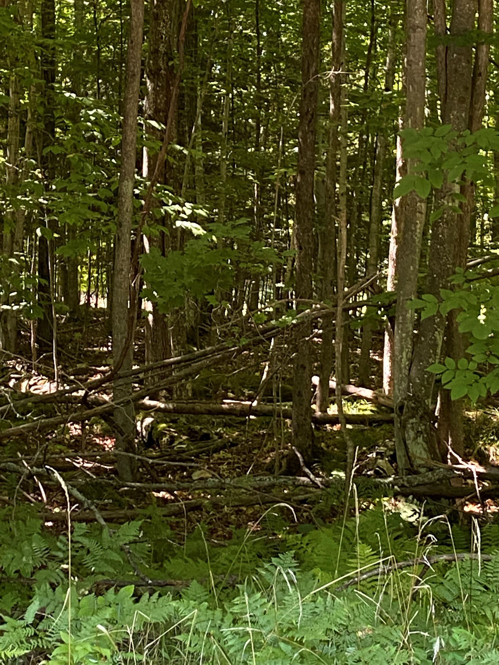 0 Hjelte Road Kewadin, MI 49648 - Photo 5 of 6