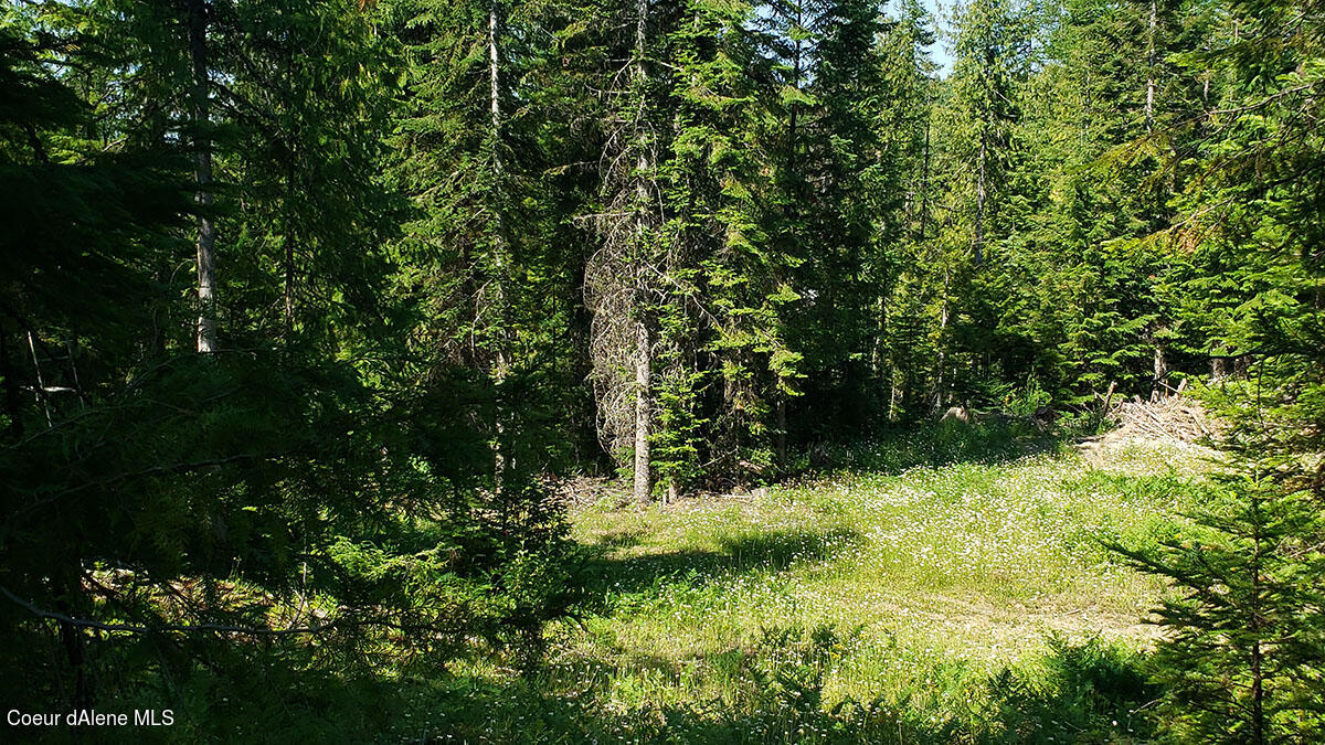 855 Meadowood Road Sandpoint, ID 83864 - Photo 33 of 39 small meadows in trees