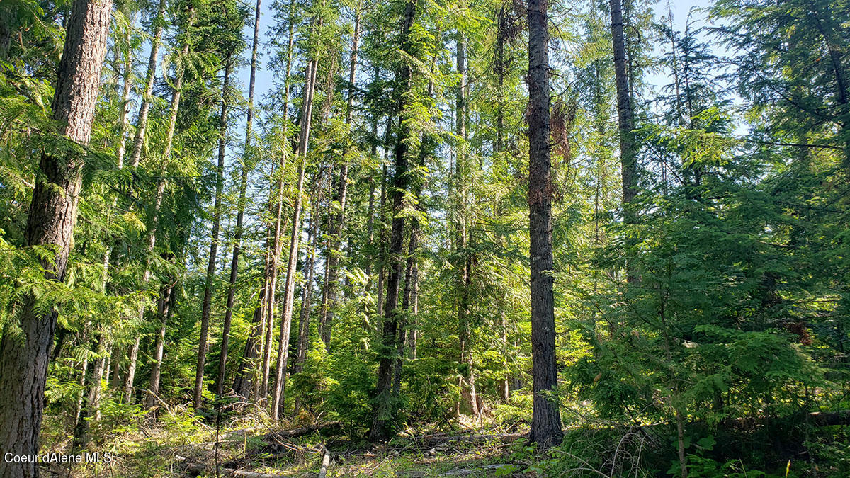 855 Meadowood Road Sandpoint, ID 83864 - Photo 35 of 39 varietyoftrees