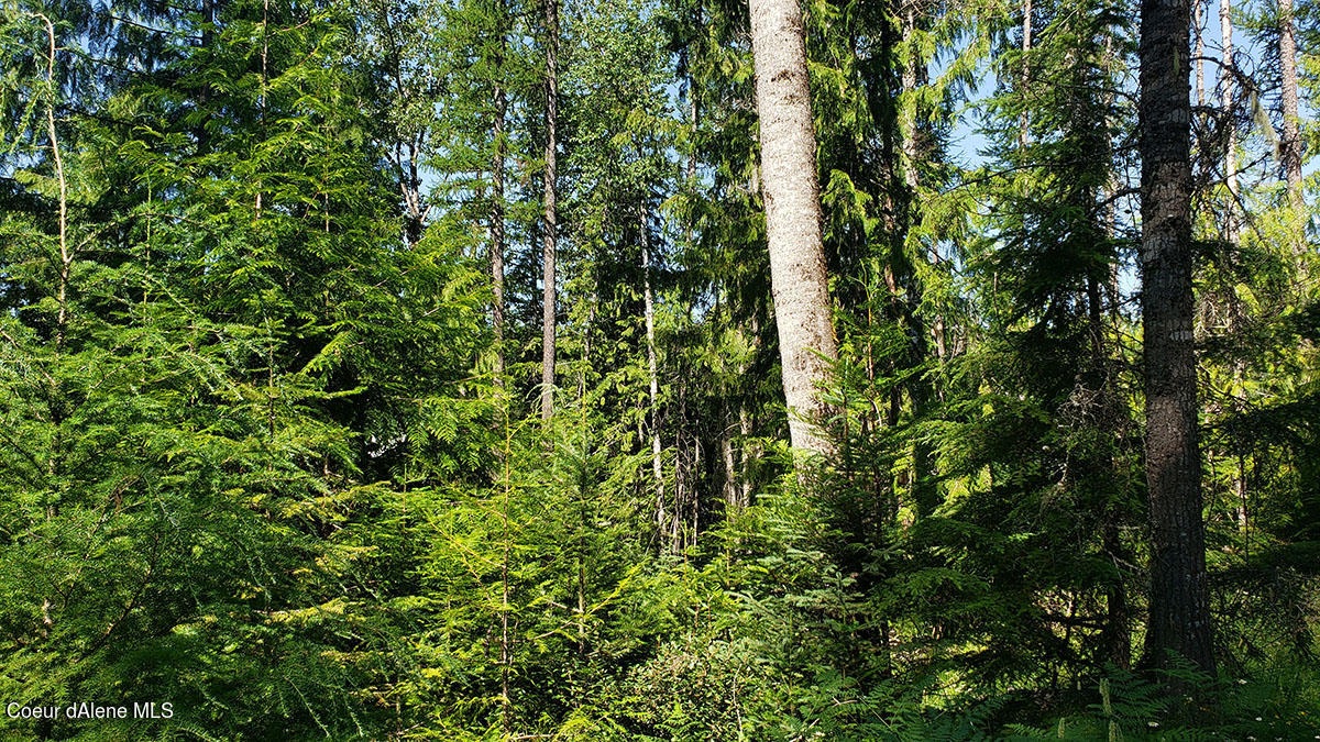 855 Meadowood Road Sandpoint, ID 83864 - Photo 36 of 39 well treed