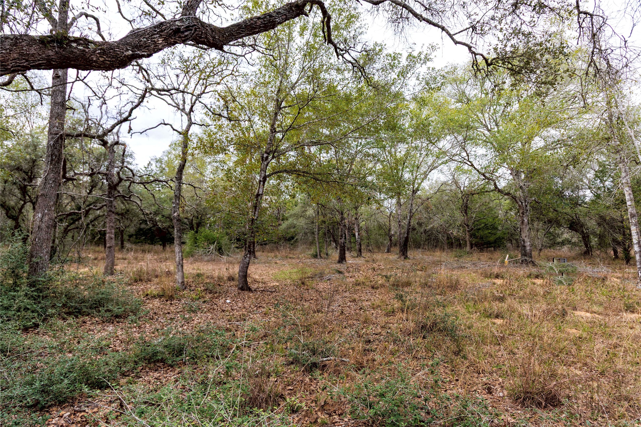0 County Road 123 Sublime, TX 77986 - Photo 8 of 18 This beautiful piece of land offers the perfect blend of seclusion and natural charm filled with white oak trees.