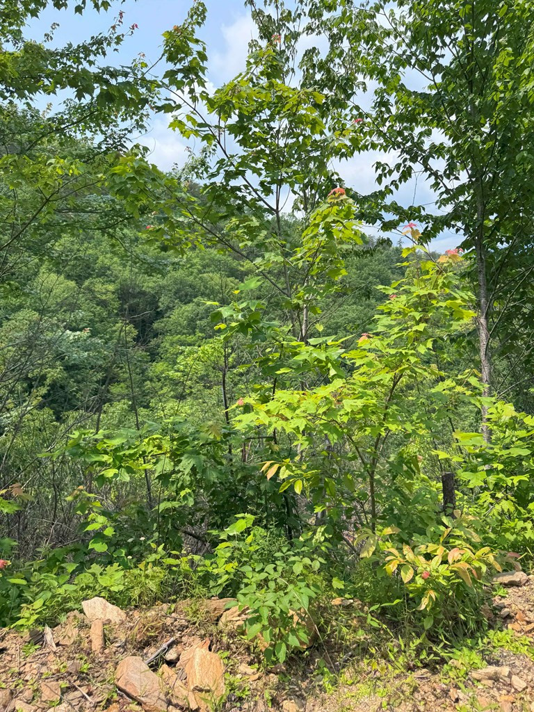 88-acres Bolden Branch Road Andrews, NC 28901 - Photo 25 of 34