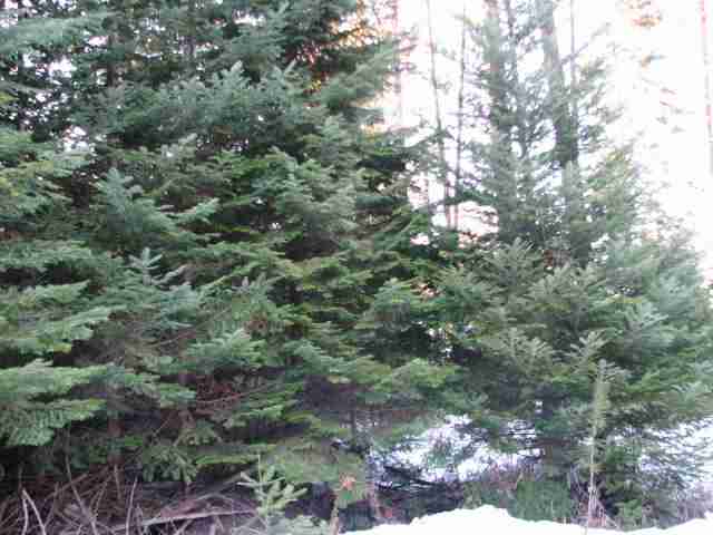 531 Levitch Road Newport, WA 99156 - Photo 9 of 9