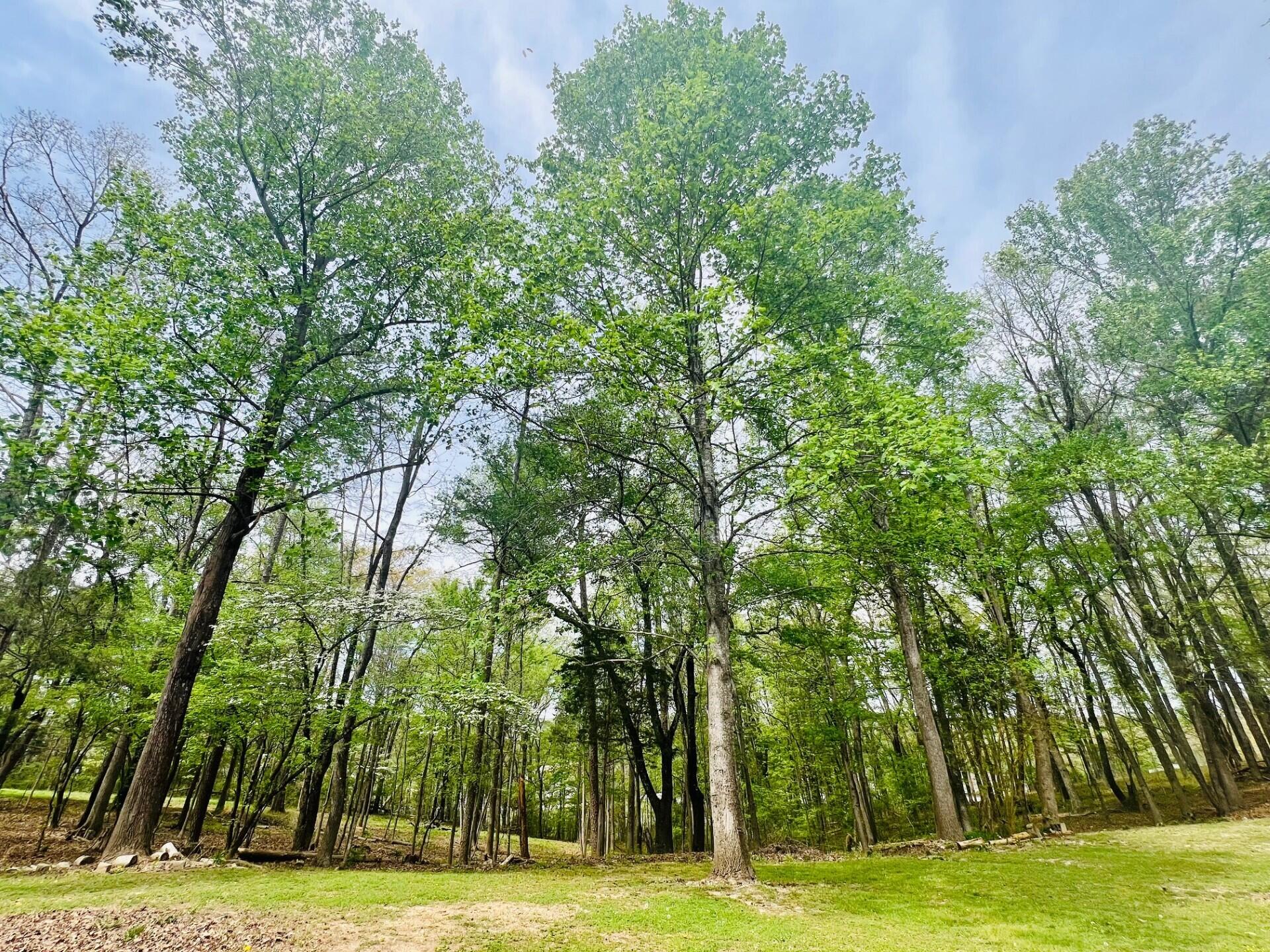 12615 Civic Club Road Soddy-Daisy, TN 37379 - Photo 4 of 106 Civic club yard April 2026