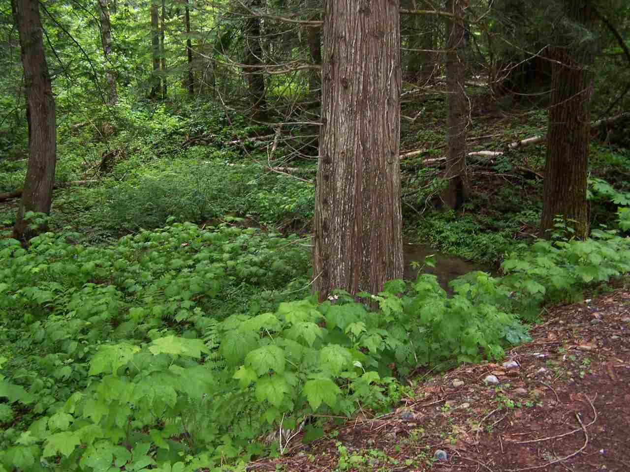 3886 Sullivan Lake Road Ione, WA 99139 - Photo 8 of 19 Gallery Image 8