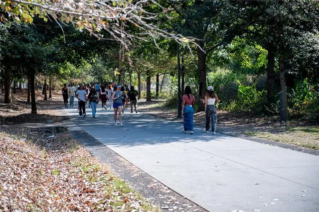 a park with large trees